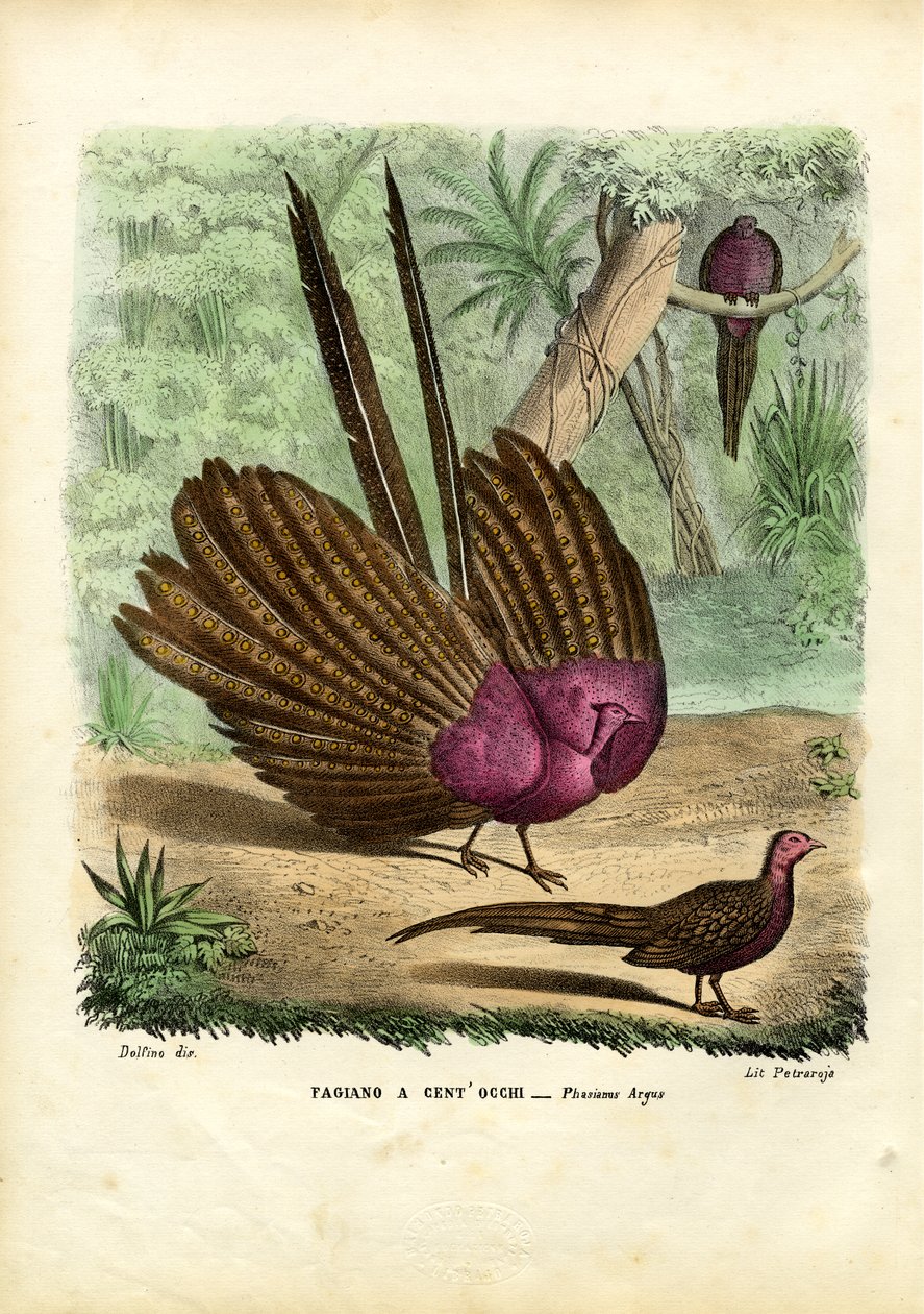 Argus Pheasant, 1863-79 de Raimundo Petraroja