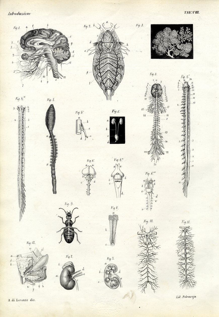 Backbones, 1863-79 de Raimundo Petraroja