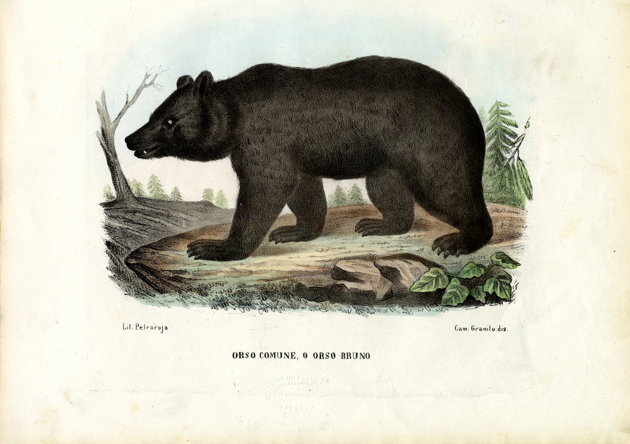 Urso Marrom, 1863-79 de Raimundo Petraroja
