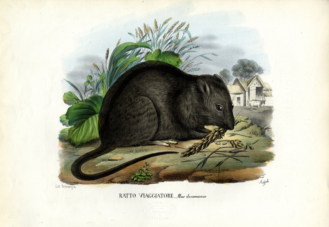 Rato Marrom, 1863-79 de Raimundo Petraroja