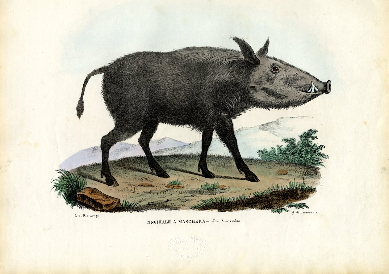 Bushpig, 1863-79 de Raimundo Petraroja