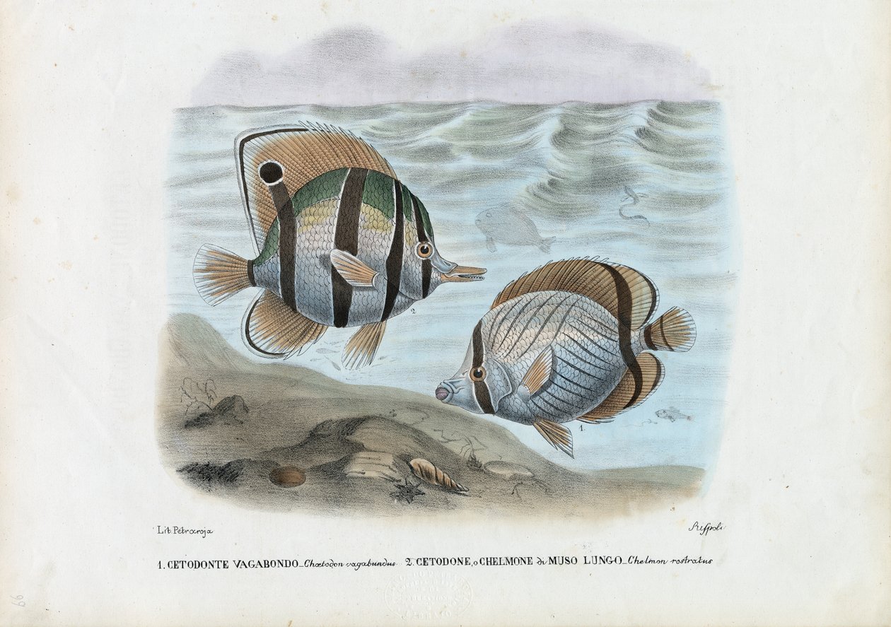 Peixe-borboleta, 1863-79 de Raimundo Petraroja