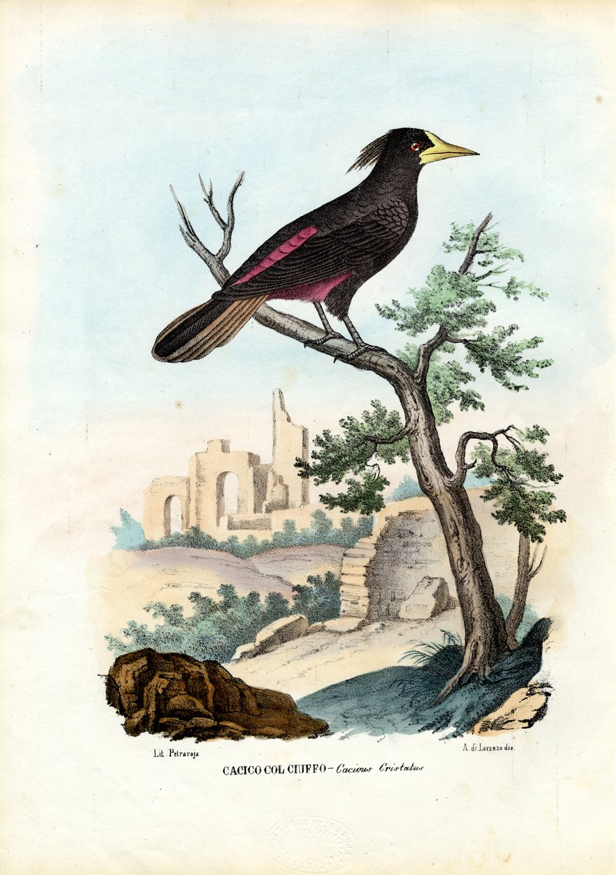 Cacique, 1863-79 de Raimundo Petraroja