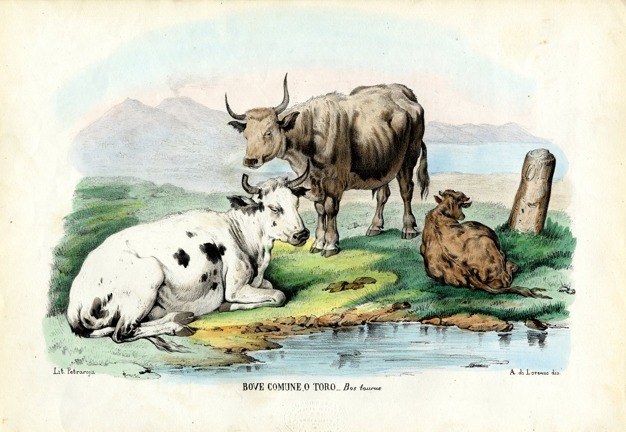 Gado, 1863-79 de Raimundo Petraroja