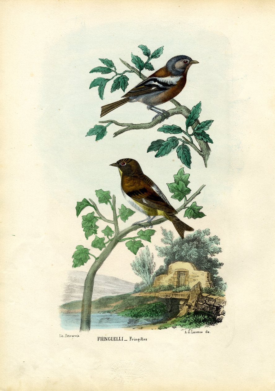 Tentilhão, 1863-79 de Raimundo Petraroja