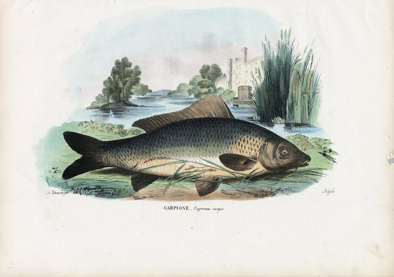 Carpa Comum, 1863-79 de Raimundo Petraroja