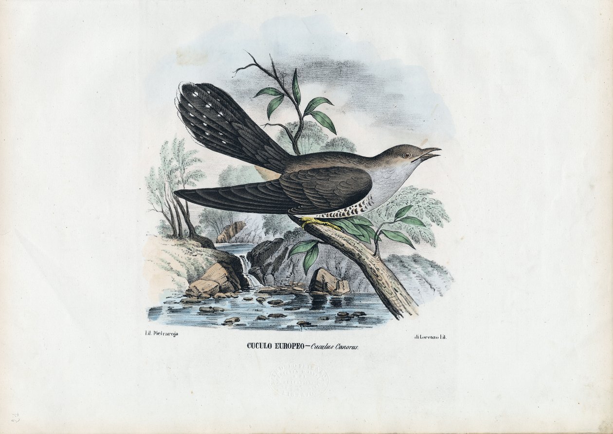 Cuco Comum, 1863-79 de Raimundo Petraroja