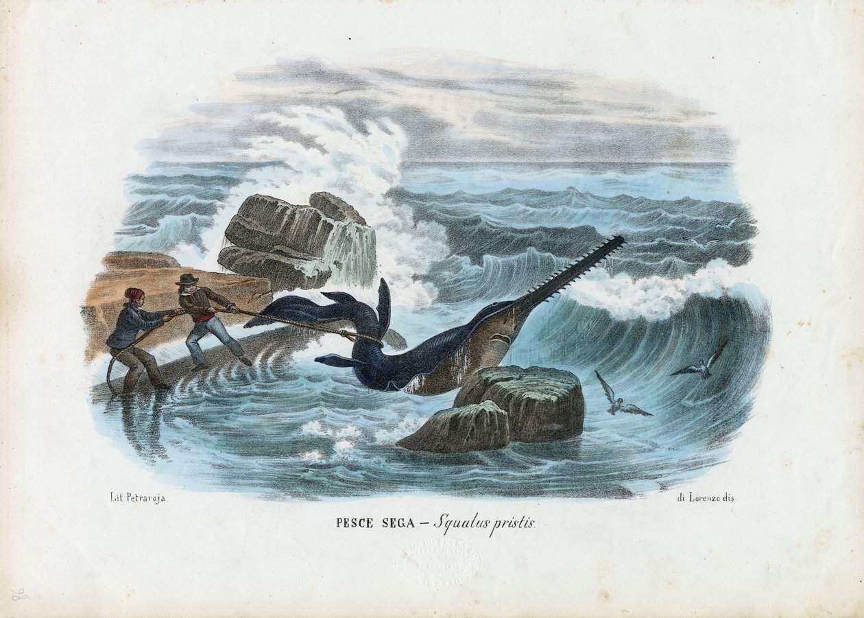 Sawfish Comum, 1863-79 de Raimundo Petraroja