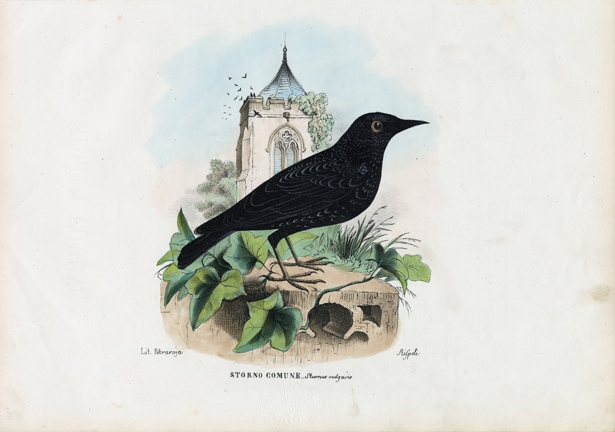 Starling Comum, 1863-79 de Raimundo Petraroja