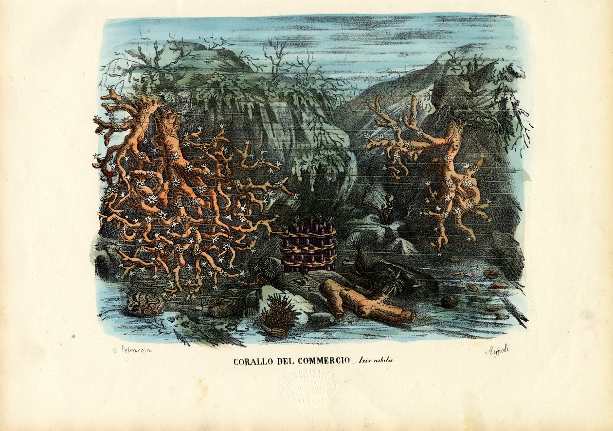 Corais, 1863-79 de Raimundo Petraroja