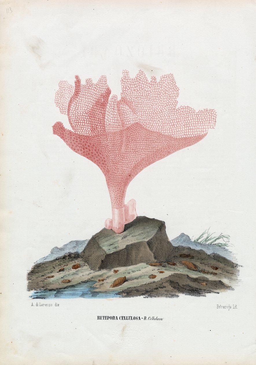 Corais, 1863-79 de Raimundo Petraroja