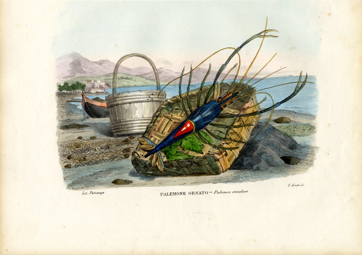 Crustáceos, 1863-79 de Raimundo Petraroja