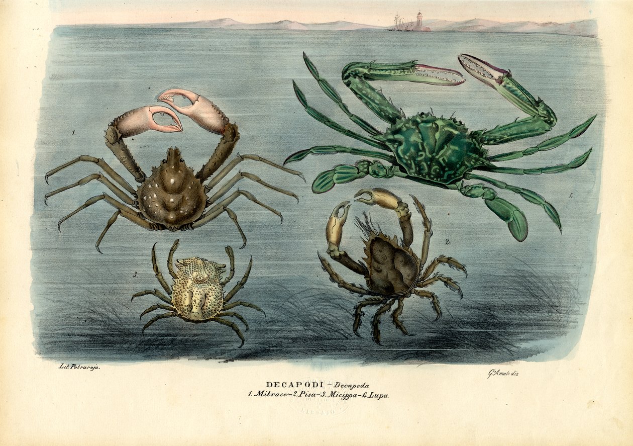 Crustáceos, 1863-79 de Raimundo Petraroja