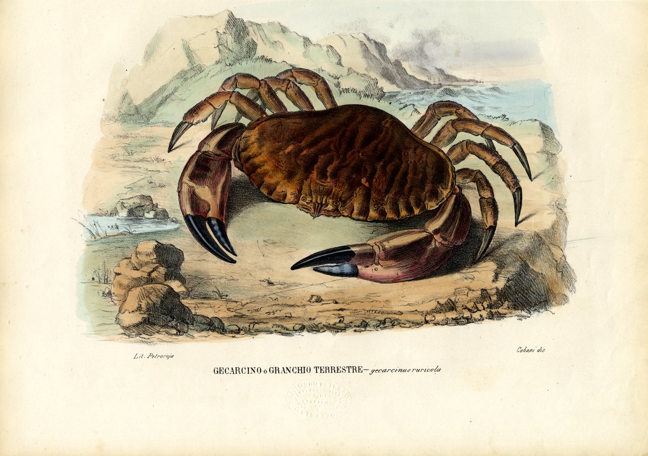 Crustáceos, 1863-79 de Raimundo Petraroja