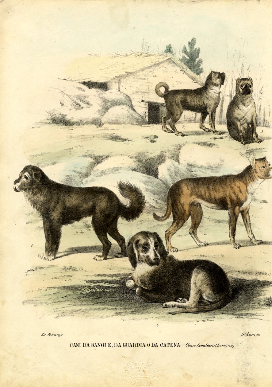 Cães, 1863-79 de Raimundo Petraroja