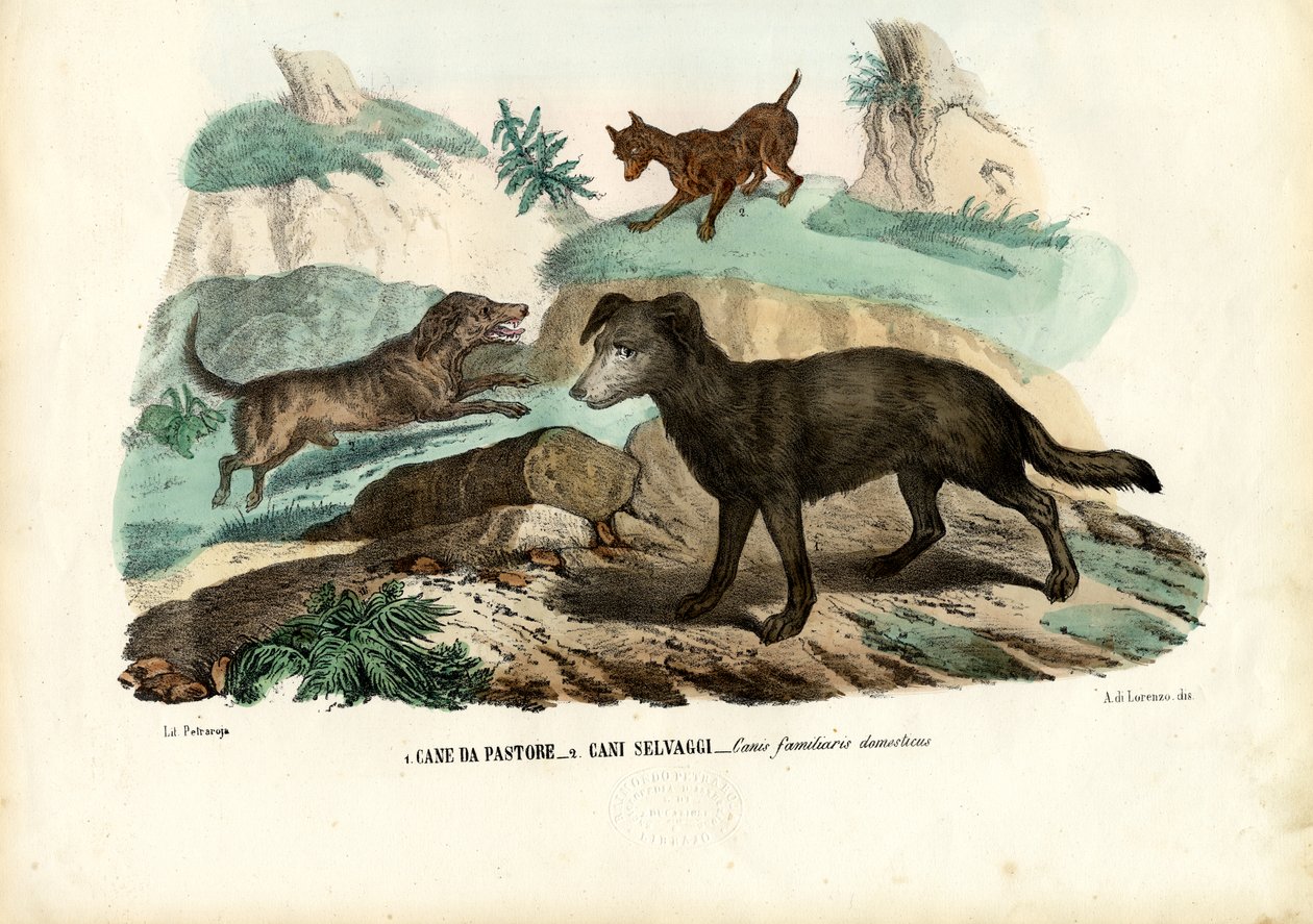 Cães, 1863-79 de Raimundo Petraroja