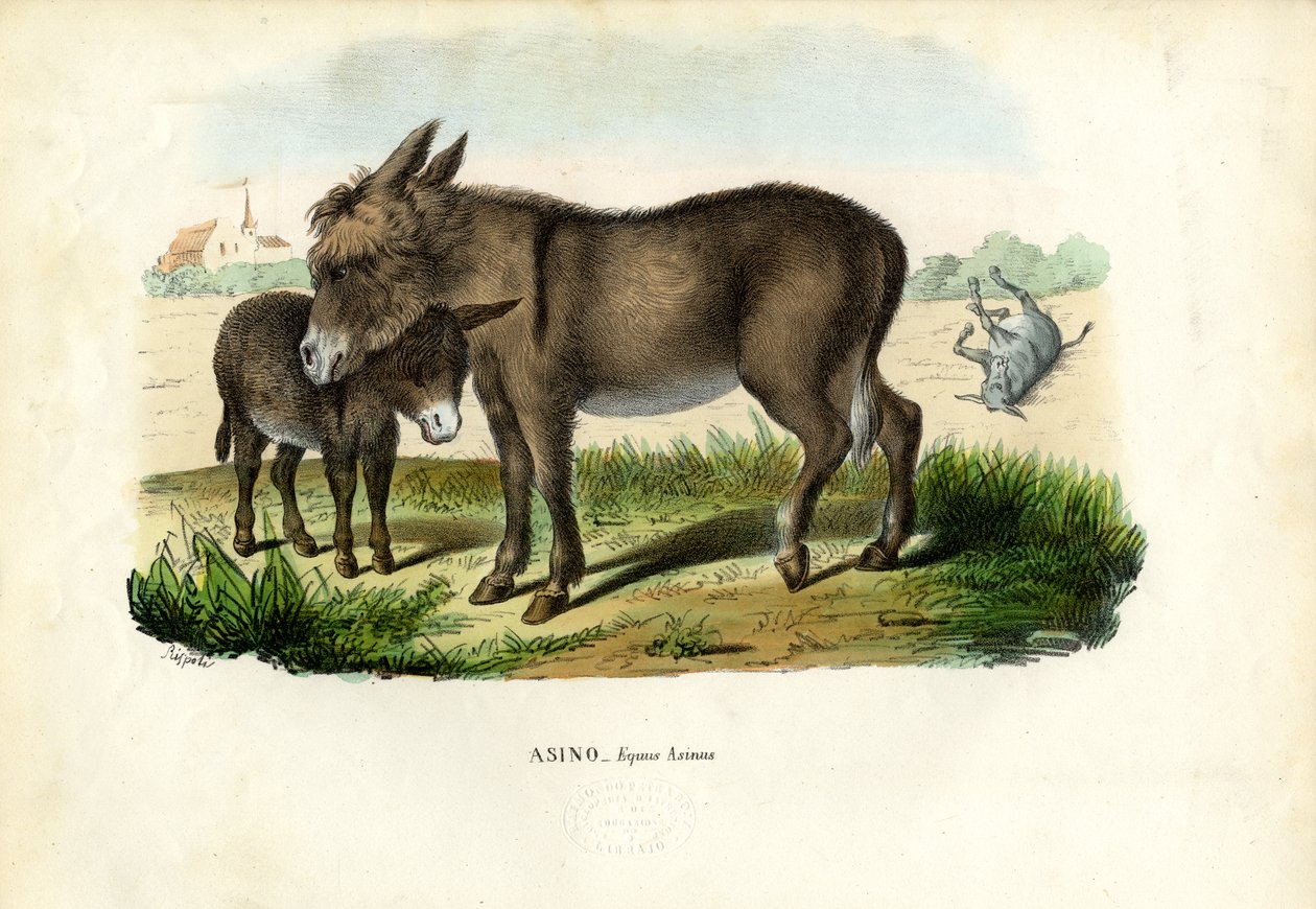 Burro, 1863-79 de Raimundo Petraroja