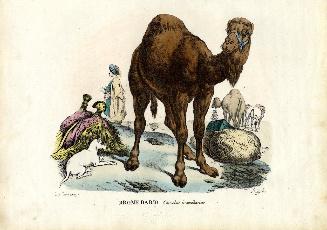 Dromedário, 1863-79 de Raimundo Petraroja
