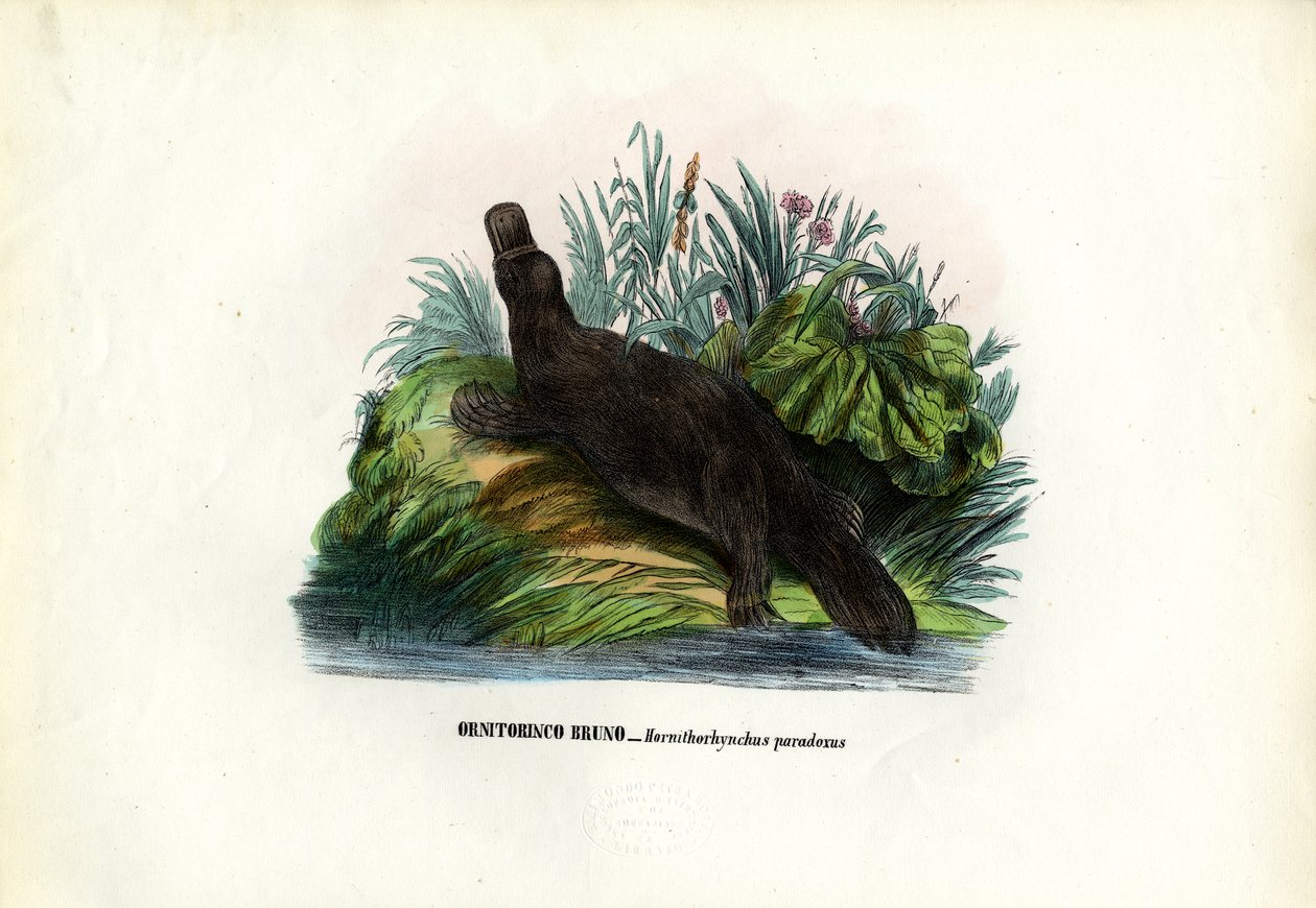 Ornitorrinco, 1863-79 de Raimundo Petraroja