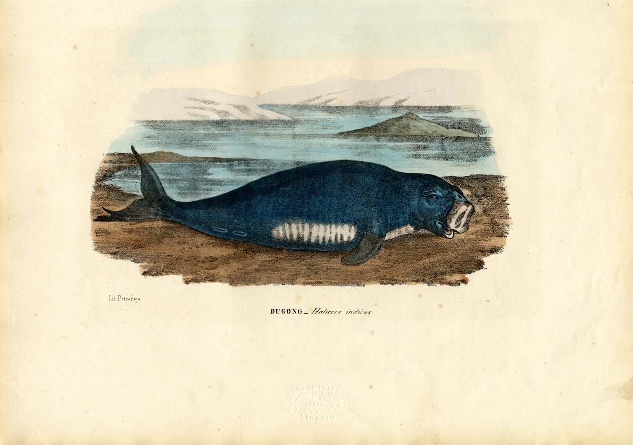Dugongo, 1863-79 de Raimundo Petraroja