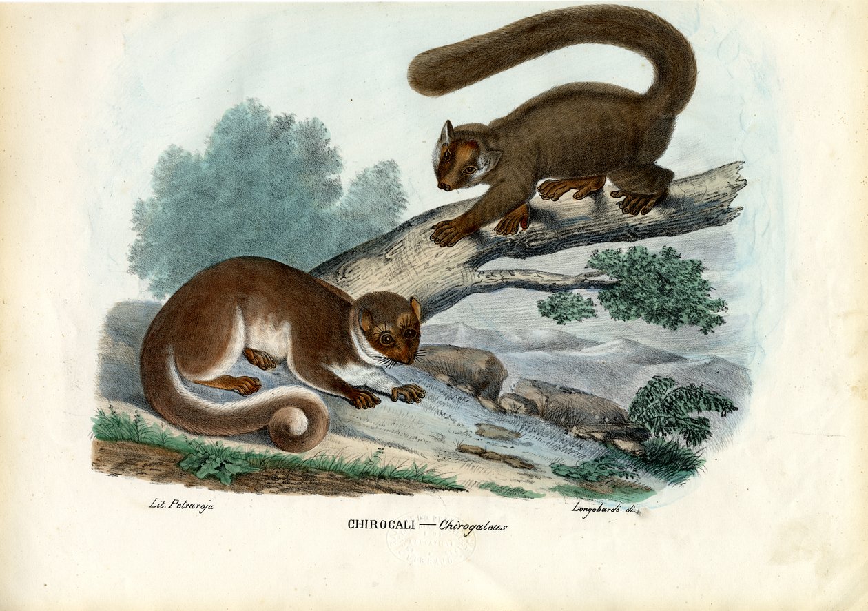 Lemur Anão, 1863-79 de Raimundo Petraroja