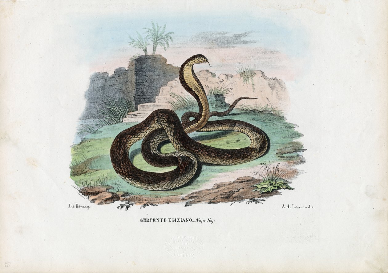 Cobra Egípcia, 1863-79 de Raimundo Petraroja