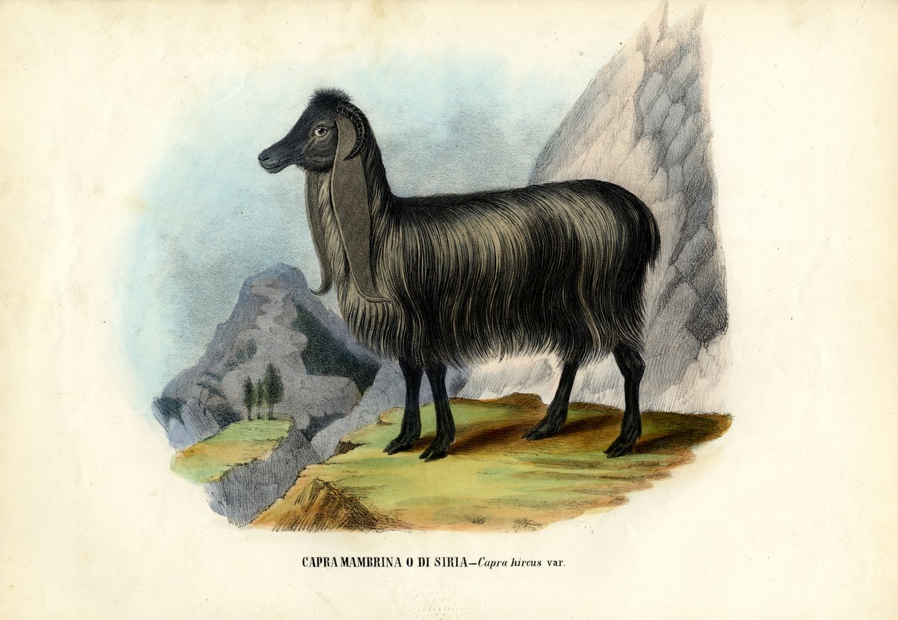 Cabra Feral, 1863-79 de Raimundo Petraroja