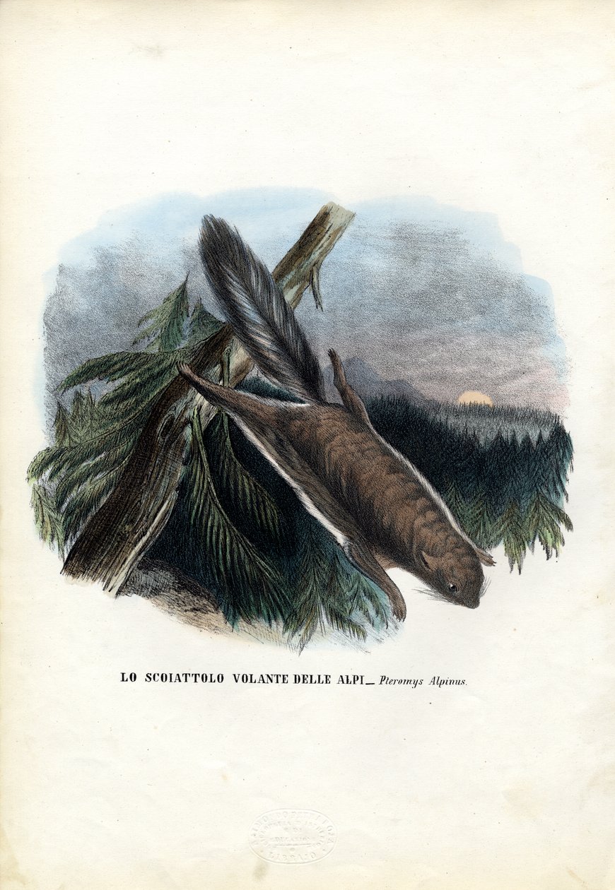 Esquilo voador, 1863-79 de Raimundo Petraroja