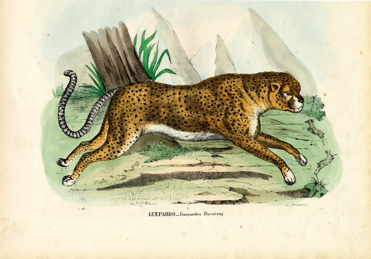 Gepard, 1863-79 de Raimundo Petraroja