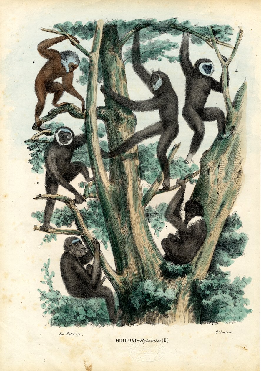 Gibbons, 1863-79 de Raimundo Petraroja