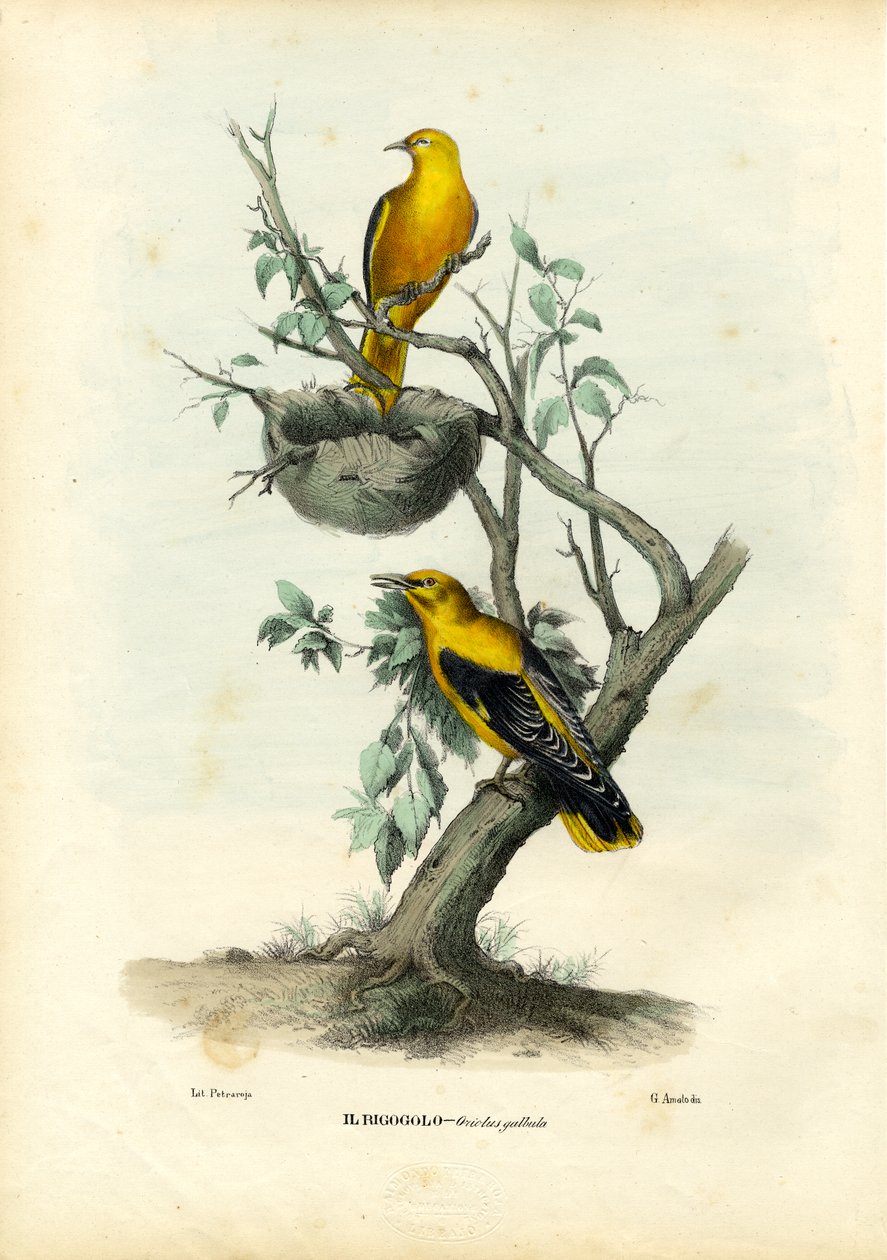 Oriole dourado, 1863-79 de Raimundo Petraroja