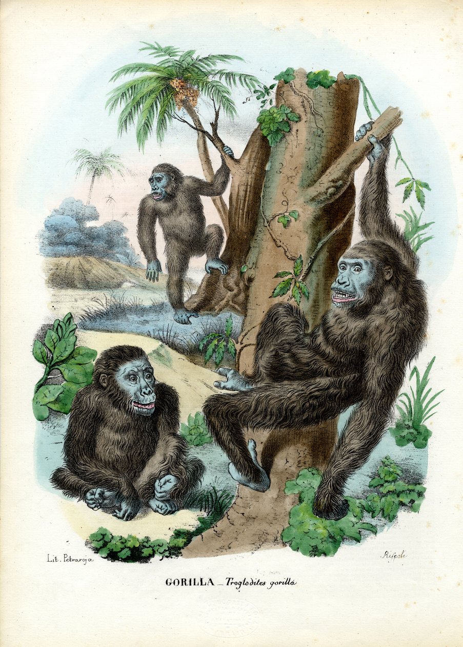 Gorila, 1863-79 de Raimundo Petraroja