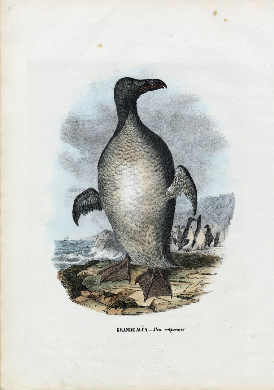 Grande Auk, 1863-79 de Raimundo Petraroja