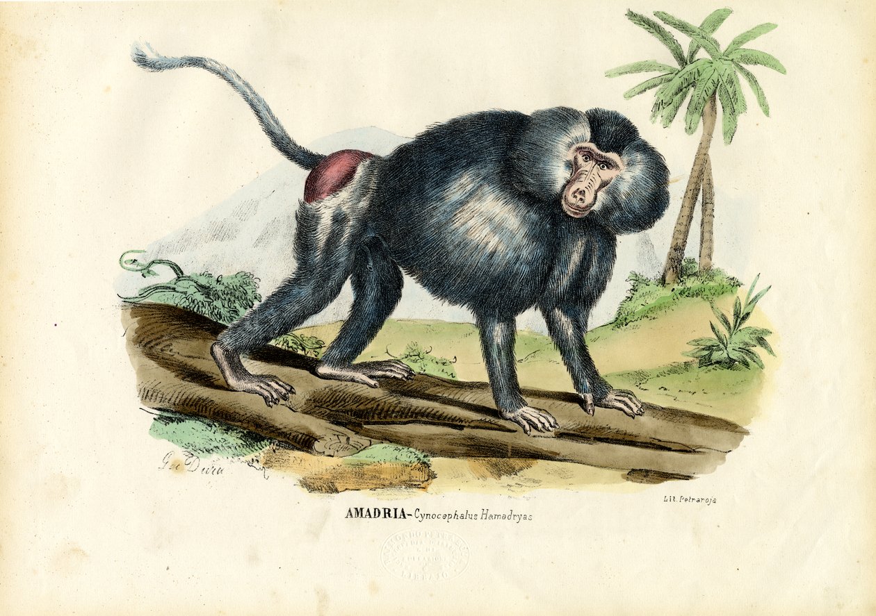 Babuíno Cinzento, 1863-79 de Raimundo Petraroja