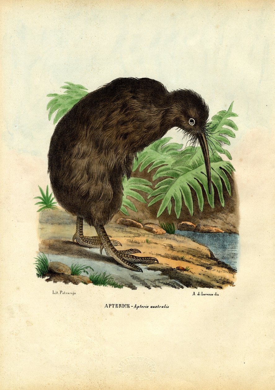 Kiwi, 1863-79 de Raimundo Petraroja