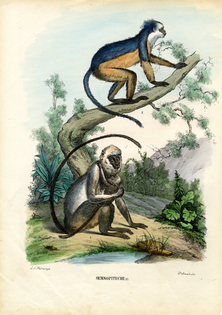 Langurs, 1863-79 de Raimundo Petraroja