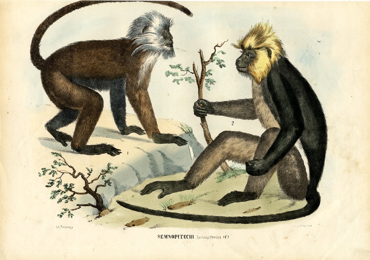 Langurs, 1863-79 de Raimundo Petraroja