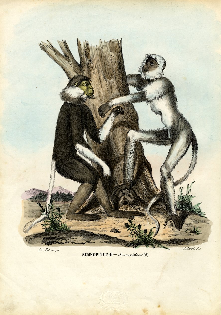 Langurs, 1863-79 de Raimundo Petraroja