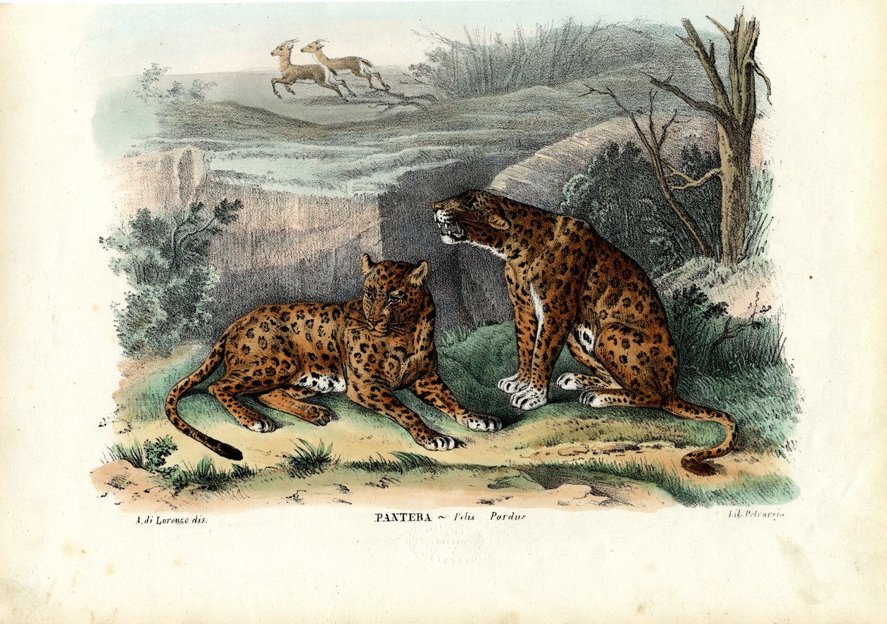 Leopardo, 1863-79 de Raimundo Petraroja