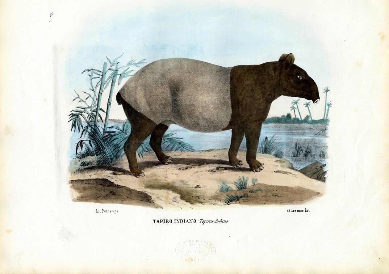 Anta Malaia, 1863-79 de Raimundo Petraroja