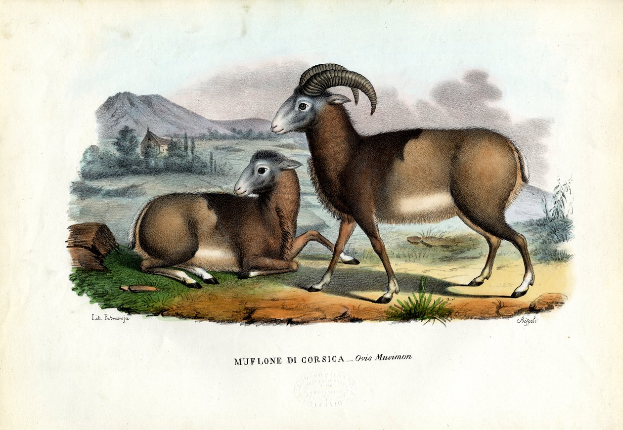 Muflão, 1863-79 de Raimundo Petraroja