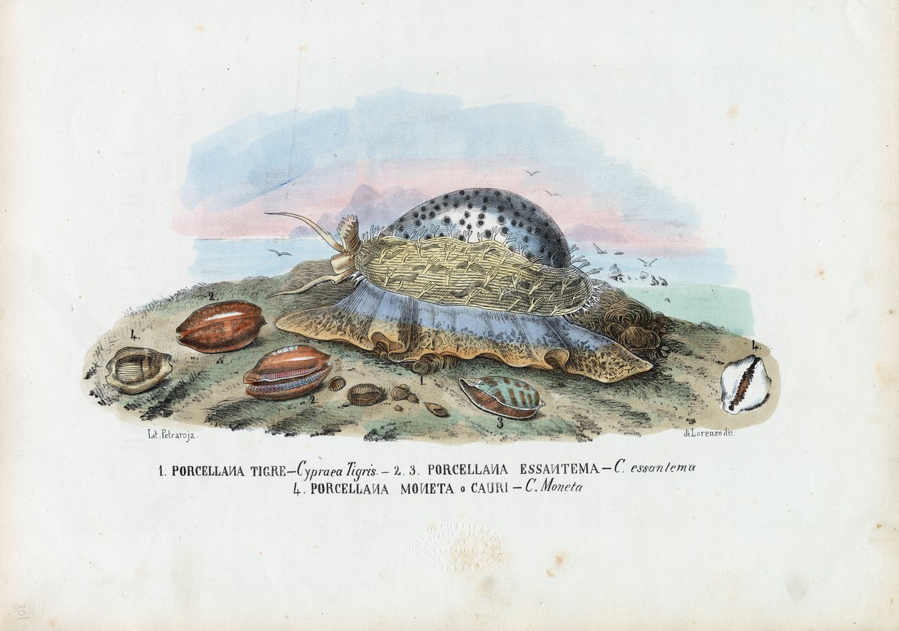 Mexilhões, 1863-79 de Raimundo Petraroja