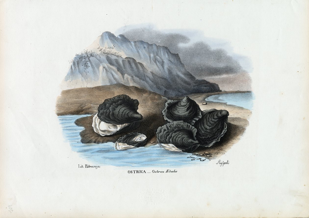 Mexilhões, 1863-79 de Raimundo Petraroja