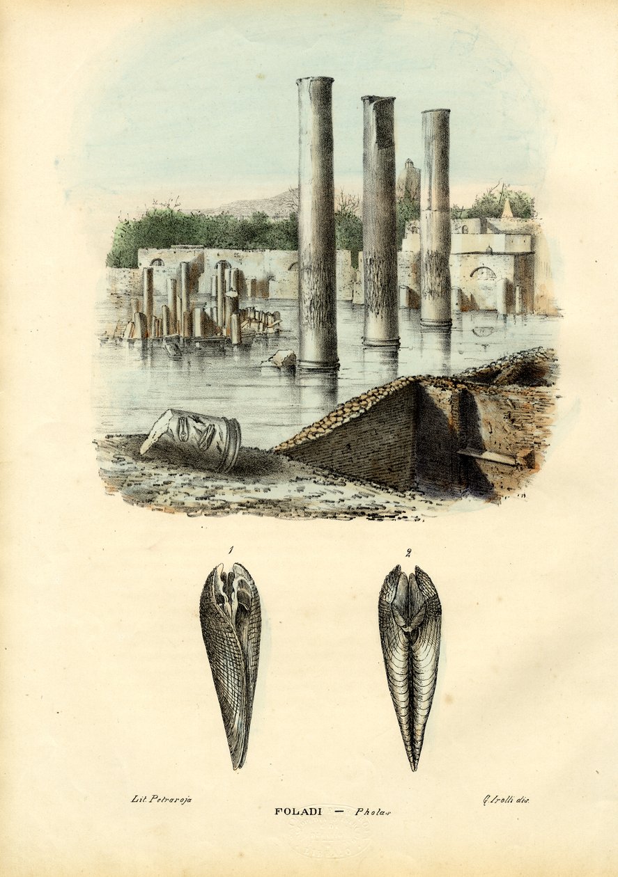 Mexilhões, 1863-79 de Raimundo Petraroja