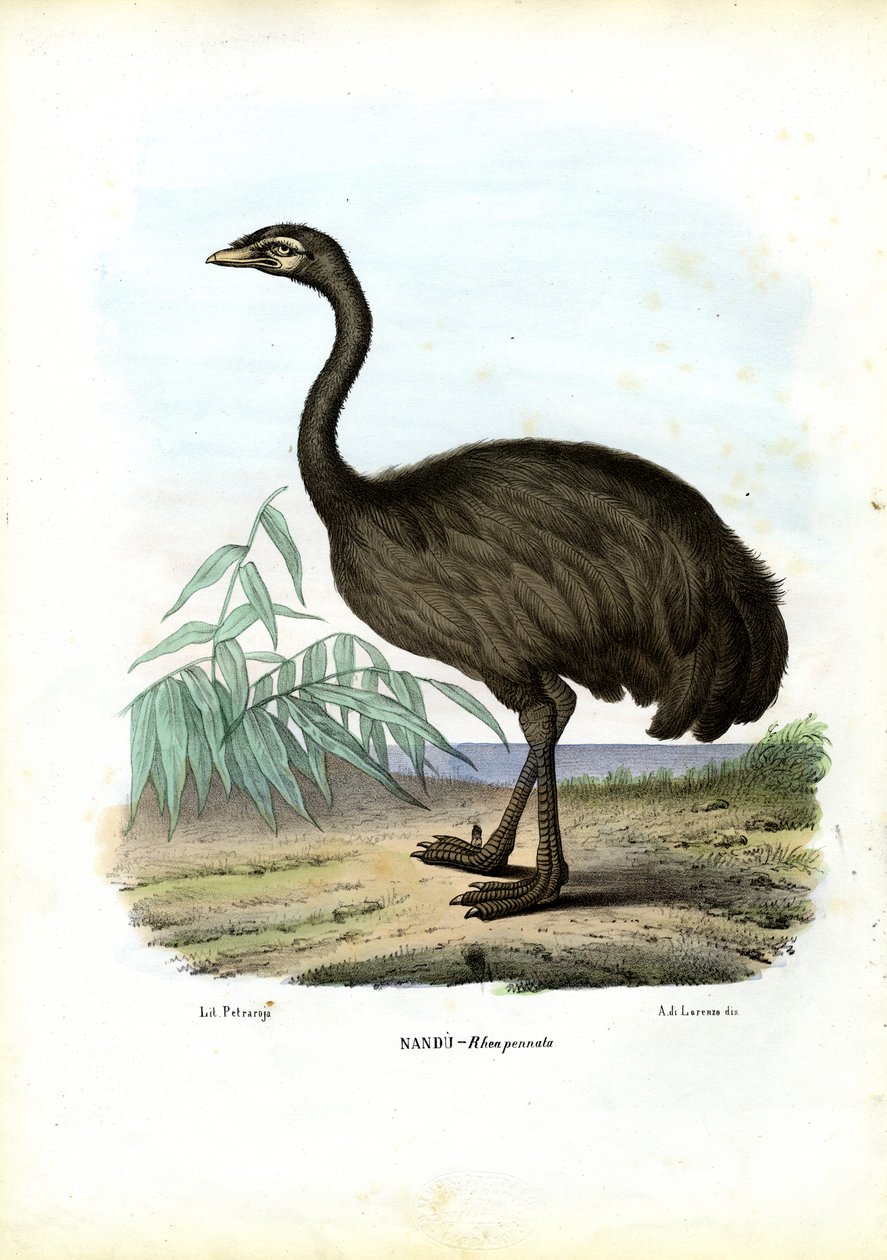 Nandu, 1863-79 de Raimundo Petraroja