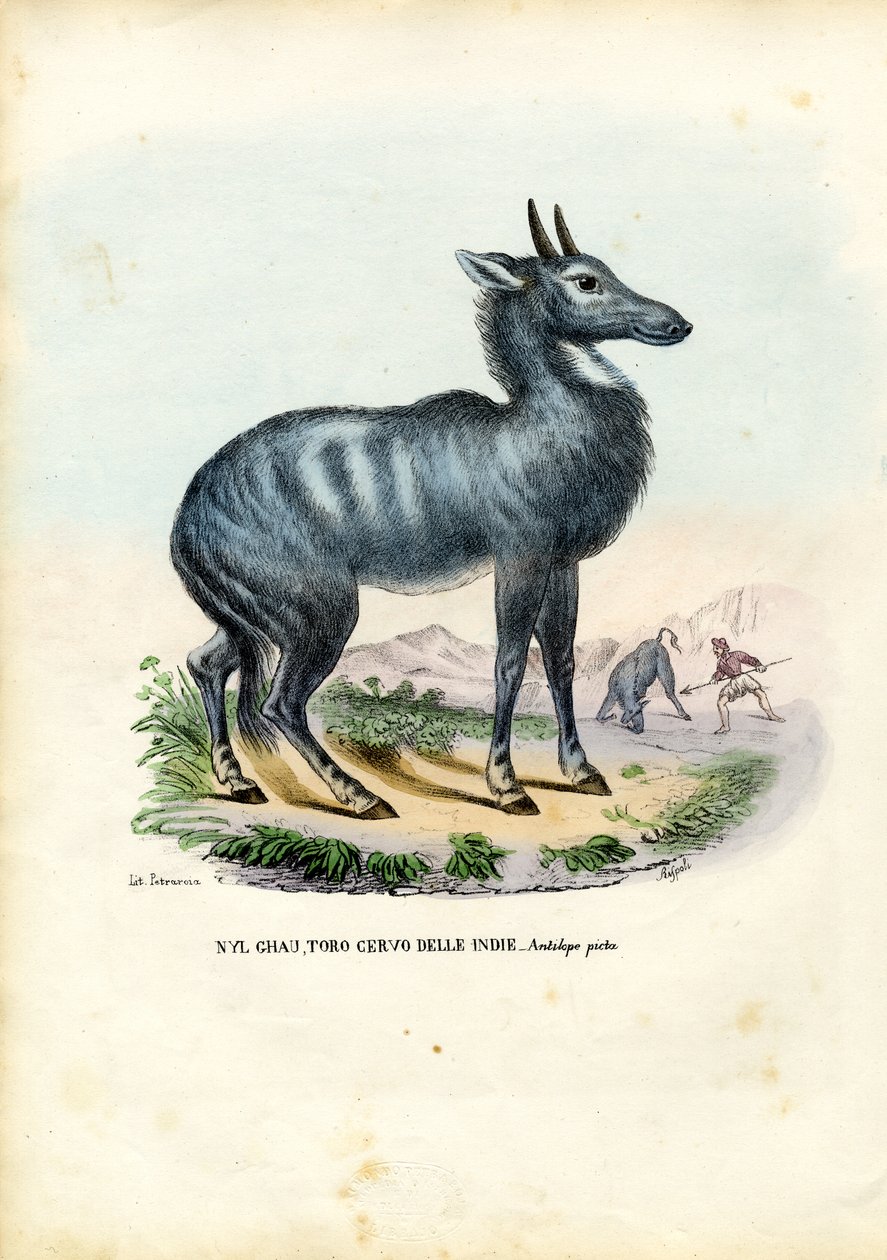 Nilgai, 1863-79 de Raimundo Petraroja