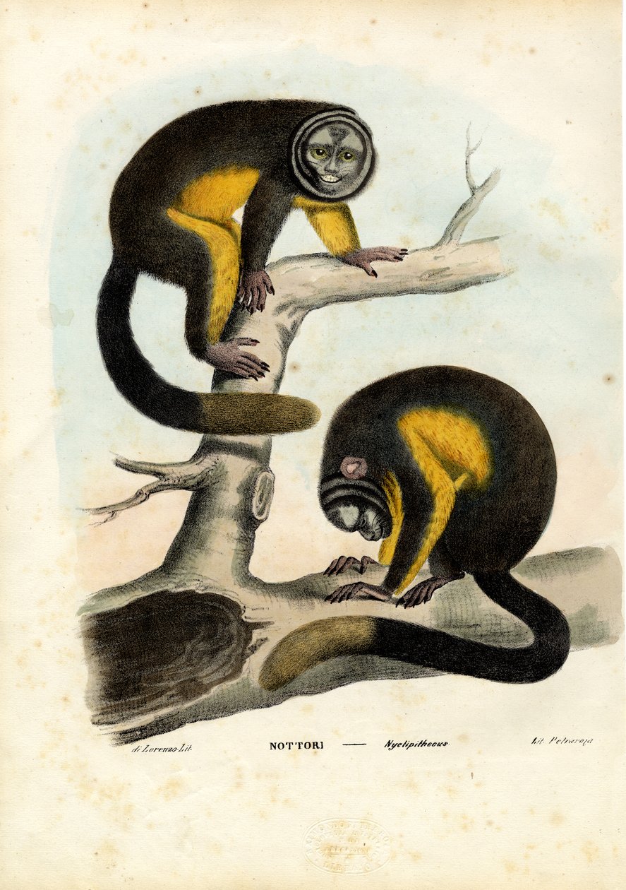 Macaco Coruja, 1863-79 de Raimundo Petraroja