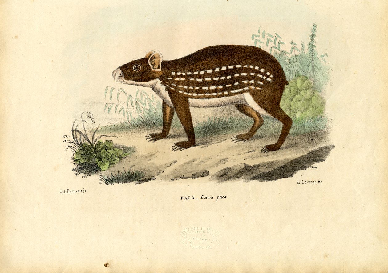 Paca, 1863-79 de Raimundo Petraroja