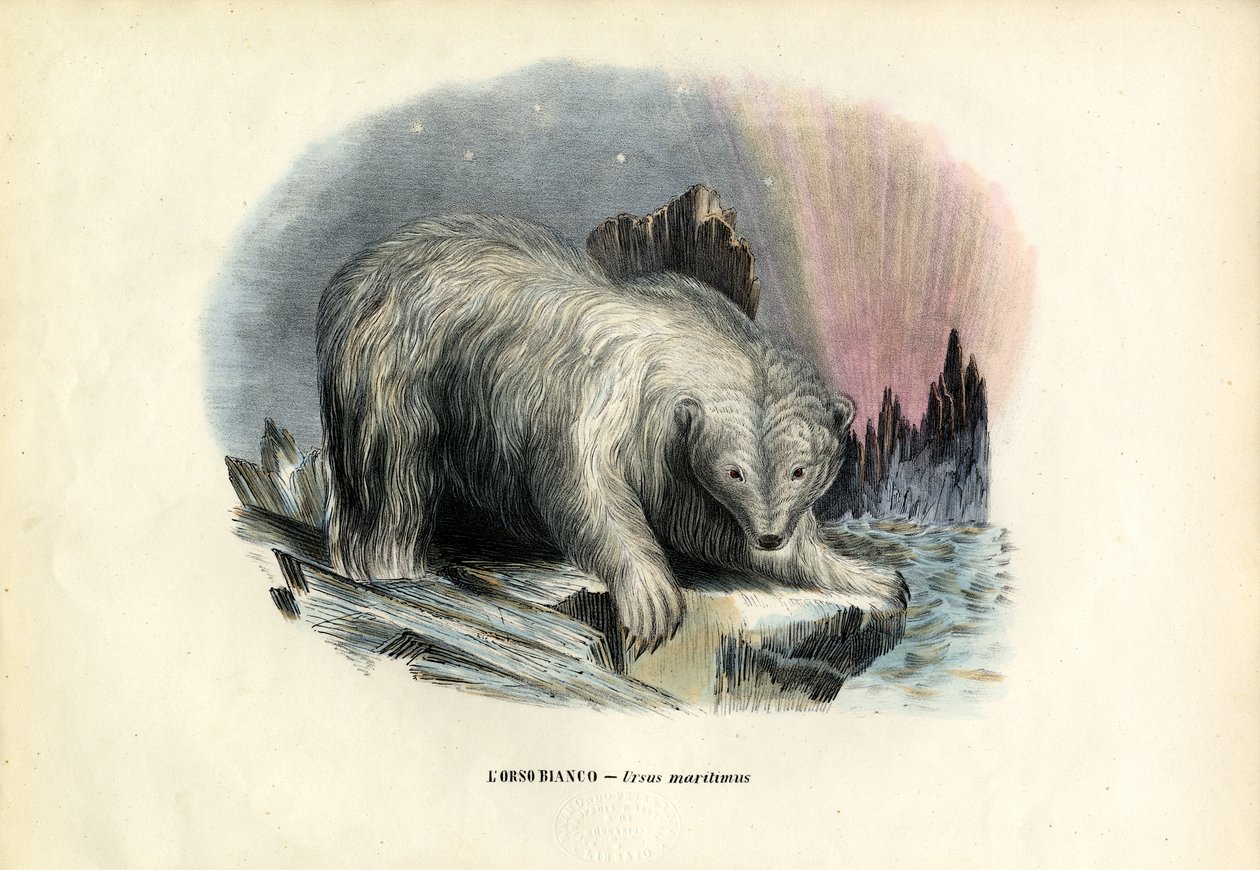 Urso Polar, 1863-79 de Raimundo Petraroja