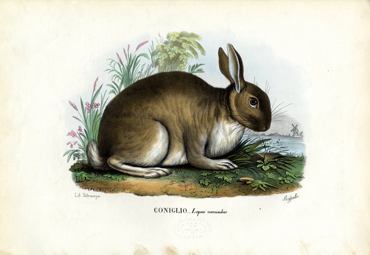 Coelho, 1863-79 de Raimundo Petraroja